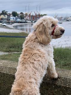 Ani The Dog